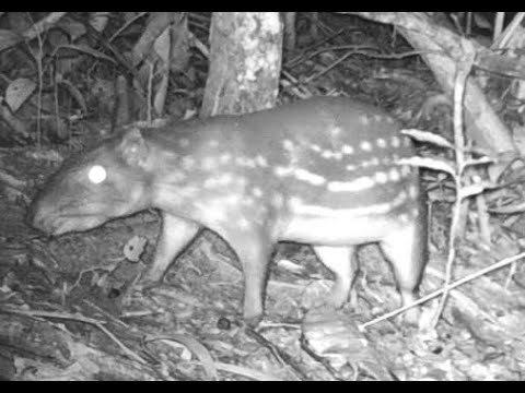 Anta, jacus e cateto no carreador - Paca grande no carreiro e jacamins no saleiro