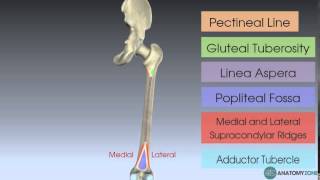 Download Lagu The Femur Skeletal Anatomy Thumbnail
