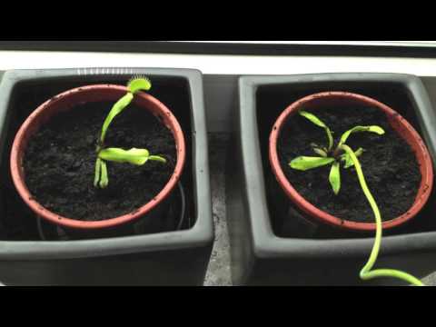 El Manu feat Trfk - Viagrainmymouth