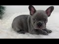 French Bulldog dogs for sale: Kaden - Video 1