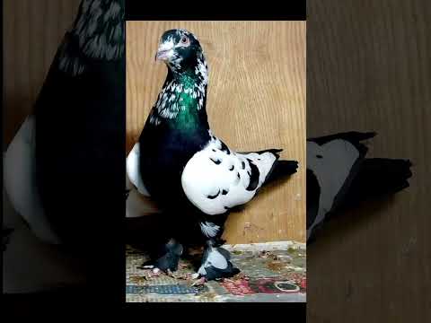 pigeon images kabutar lover #kabutar #pigeon