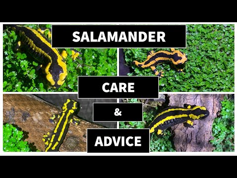 Fire salamander care and advice #salamandra #salamander #salamanders( salamandra salamandra )