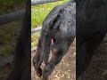 Calf Born With The Vulva Facing Up Shorts