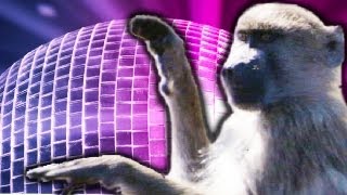 Strictly Wild Dancing! | Earth Files (Ep 7) | Earth Unplugged