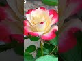 Rose Whatsapp Status Video All Whatsapp Status Video Tamil Naren Editor All Flowers Status