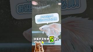【初心者さん必見！】ベタ飼育におすすめなアクアリウム用品5選！#アクアリウム #水槽 #ベタ #熱帯魚 #aquarium #ベタ飼育 #ベタ水槽 #アクアリウム初心者 #アクアリウムのある暮らし
