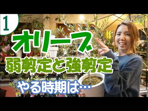 オリーブの木を剪定するときに避けるべき間違いは何ですか?期間は何ですか?またそれは何に依存しますか?  庭園