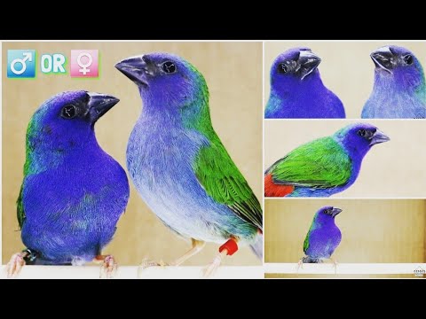 Amada papagájovitá trojfarebná (Erythrura tricolor) — starostlivosť, voliéra a kŕmenie