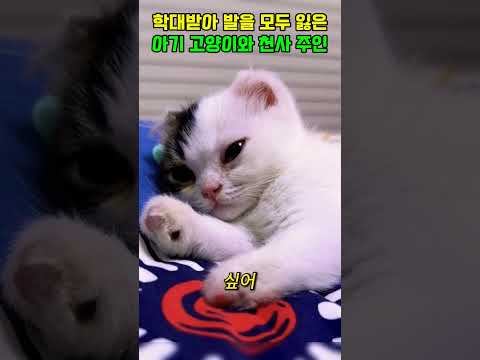 발을 잃은 새끼 고양이 입양한 천사 주인 #동물다큐 #동물키우기 #animals #일상다큐