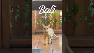 【暮らす様に旅をする】バリ島編　halu暮らし旅　@halu_tabi