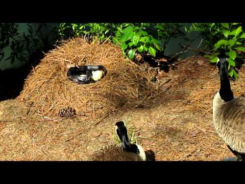 Snake attacking goose eggs