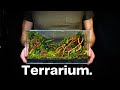 Creating A Miniature Jungle In A Glass Box Nano Terrarium Tutorial