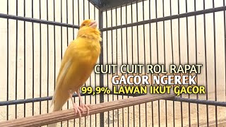 Download lagu kenari gacor panjang Cuit Cuit EMOSI, Pancingan Kenari Paud Belajar Bunyi, terapi AMPUH Kenari MACET mp3