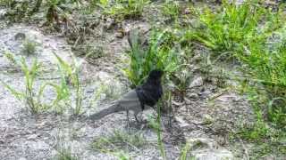 preview picture of video 'Wycieczka nad kąpielisko Bolko - Trip to watering place in Opole'