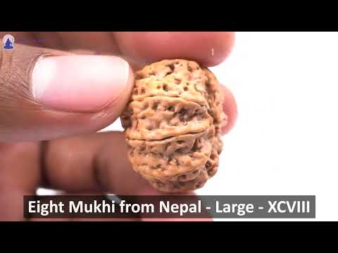 Rudraksha Product Image