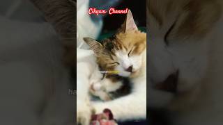 Download lagu Haruman terindah #fypシ #catlover #viral mp3