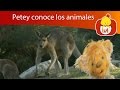 Petey Conoce Los Animales Guepardo Y Canguro Luli TV