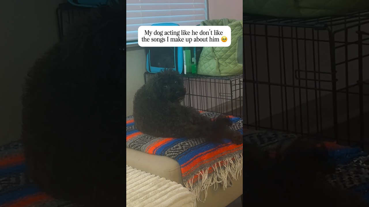 I just be harassing my dog 😂😂 #dogshorts #rescuedog #dogmom