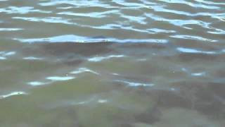 leopard sharks, stingrays Mother's Beach, Marina del Rey  part II 08/31/10