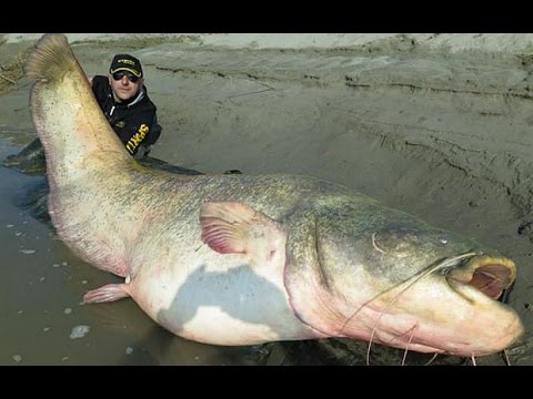Italian fisherman catches enormous 280 pound catfish
