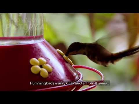 Speaking 4: Animal Magic