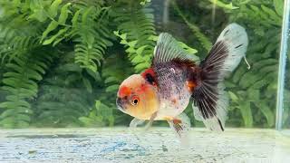 18425 Calico Rosetail Oranda