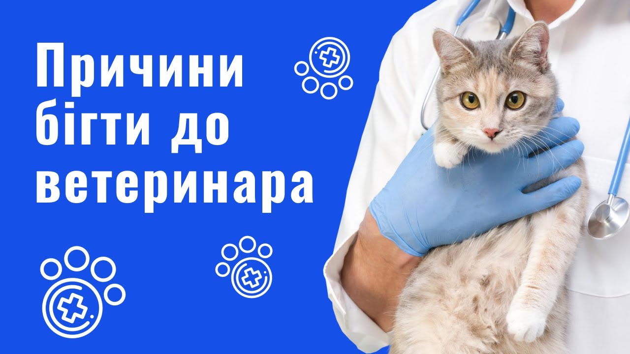 YouTube video preview