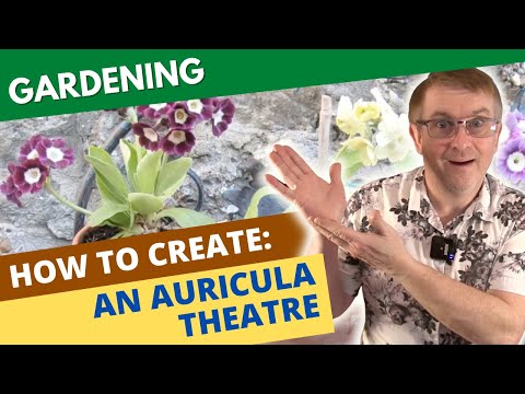How To Create An Auricula Theatre
