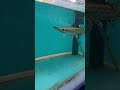 Baby Ko Magarmacch Dikha Funny Kids Vlog Park Papagirl Shorts Fish Magarmacch