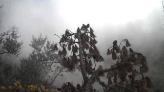 preview picture of video 'Volcan Acatenango hike - alpine forest'