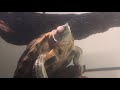 How Do Turtles Sleep Do Turtles Sleep Underwater
