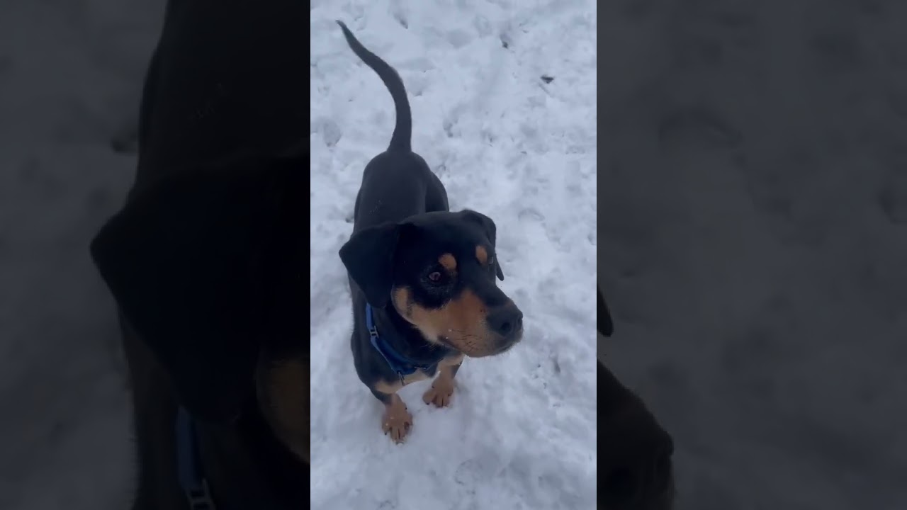 Enlarge Boz, a Adoptable mixed breed in Shippenville, PA video 6/6