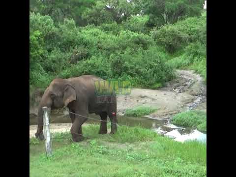 Wild Elephant Given Sedative Injection | Elephant | Injured elephant | Wildlife | Animals #elephant