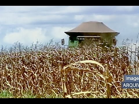 Derivados de milho têm isenção de tributos em projeto aprovado por comissão