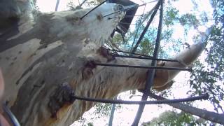 Climbing The Gloucester Tree