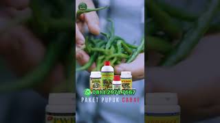 Download lagu PAKET PUPUK CABE BERBUAH LEBAT mp3 Download lagu PAKET PUPUK CABE BERBUAH LEBAT mp3