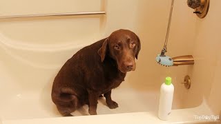 DIY Dog Conditioner: 3 Safe Recipes