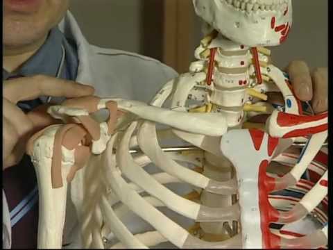 Exploración del hombro. Anatomía básica. Dr Javier de Toro CHUAC INIBIC UDC A Coruña Spain
