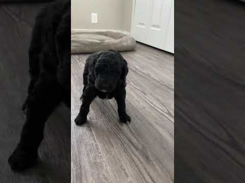 Upcoming Male - Labradoodle puppy for sale