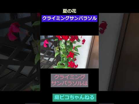 不利な条件でも生育するノーザンウォールつる植物をご存知ですか?あなただけのために厳選した5つをご紹介します。  庭園