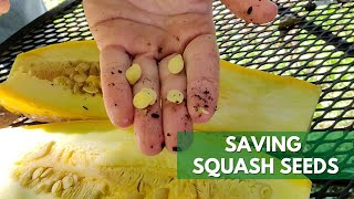 How to Save Squash Seeds (works with Zucchini too!)
