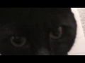 Playful Funny Cats HD