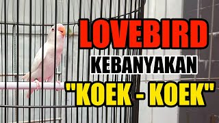 Download lagu LOVEBIRD KEBANYAKAN NGETIK DAN KEBANYAKAN KOEK KOEK ATAU MOMPA mp3 Download lagu LOVEBIRD KEBANYAKAN NGETIK DAN KEBANYAKAN KOEK KOEK ATAU MOMPA mp3