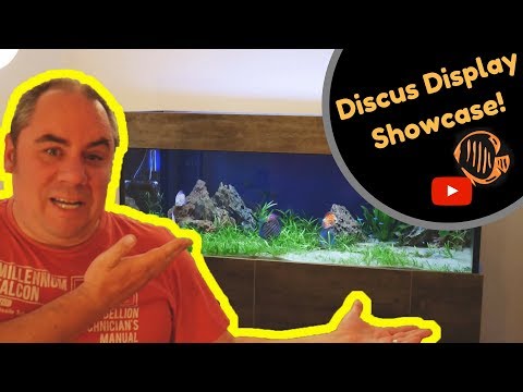 Discus Aquarium - Showcase of my Discus display tank