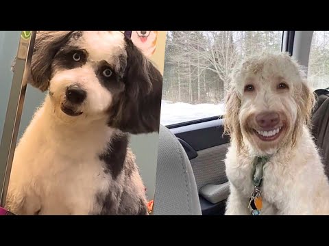 Wie man einen Skinwalker-Hund erkennt – erklärt in 8 Minuten