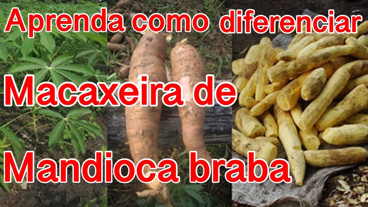 Saiba como identificar macaxeira da mandioca braba