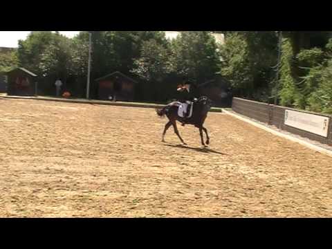 3 jähriger Diamond Hit x Lauries Crusador xx