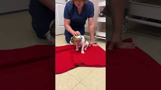 Craigslist Bow-Legged Puppy Needs Christmas Miracle To Live The Life He Deserves... [STORY BELOW]