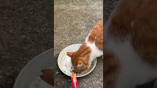 久しぶりの茶ネコ来訪 　The Ginger Cat’s Long-Awaited Visit