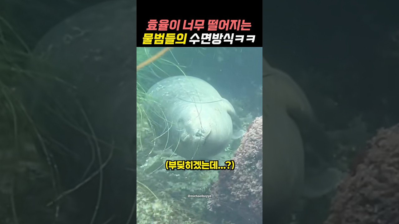 효율이 너무 떨어지는 물범들의 수면방식ㅋㅋㅋㅋ